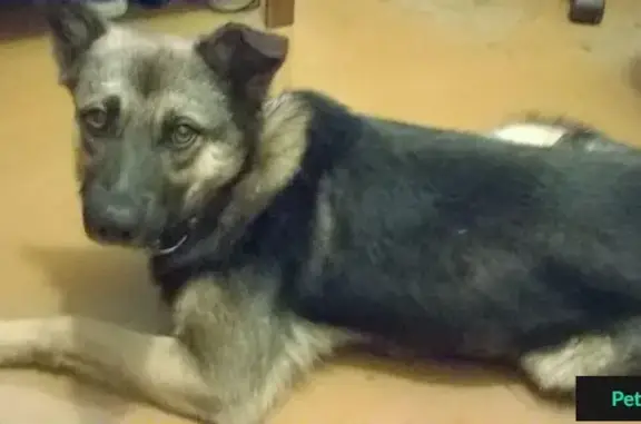 Найдена собака в Иваново около больницы