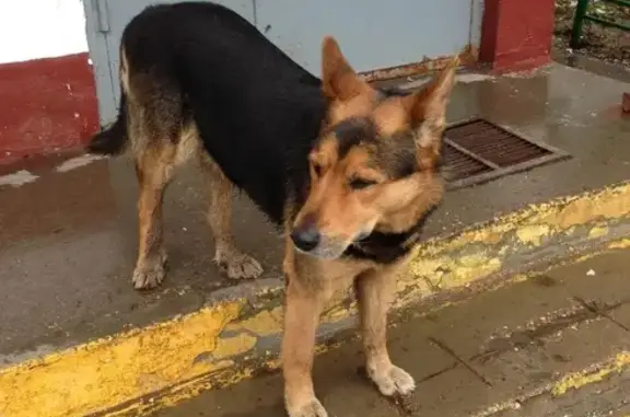 Найдена собака на Самаркандском бульваре, Москва.