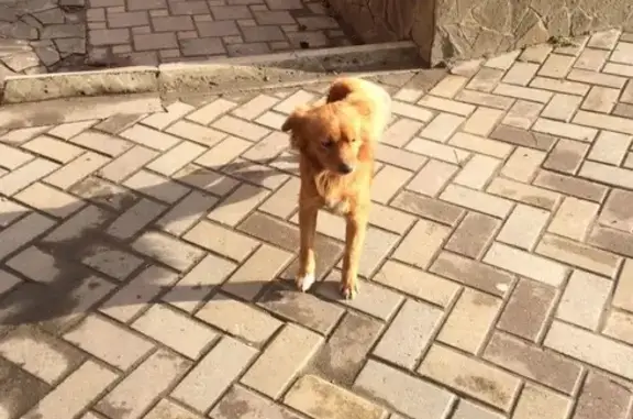 Пропала собака Рыжие на ул. Шевченко, Анапа