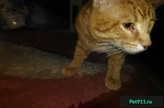 Найден кот в районе дома 41к1 на 2-й Владимирской улице (метро Перово)