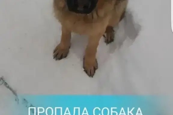Пропала собака на Вашутинском шоссе