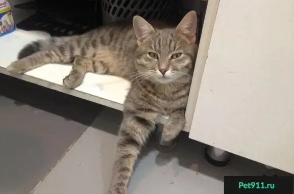 Найдена кошка в ТЦ Линия на Лесном