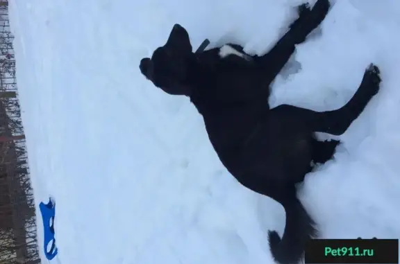 Найдена чёрная собака в Пучково
