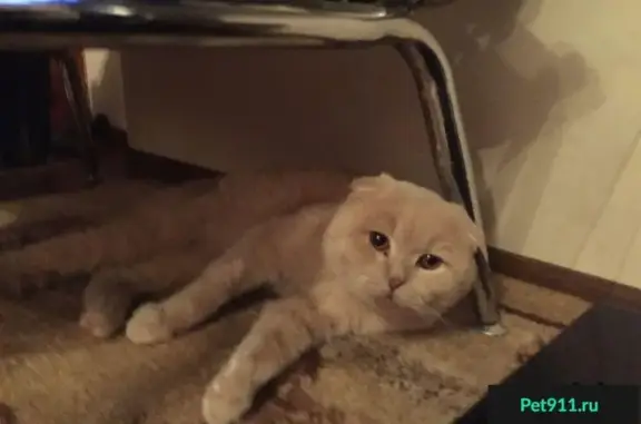 Потерянные животные Дубна, фото: Пропала кошка Юджин в Дачном посёлке 