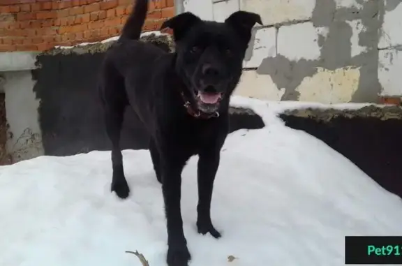 Найдена собака в Ленинском районе, Московская область.