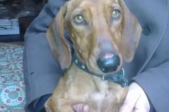 Найдена истощенная собака в Таганроге!