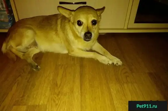 Собака найдена в Бежицком районе, Брянск.