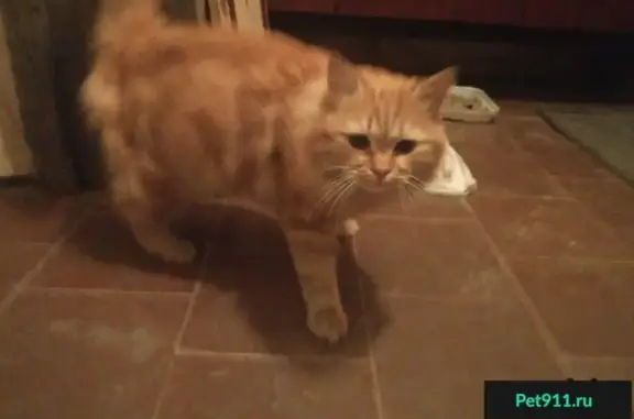 Найдена рыжая кошка на 14-й Линии