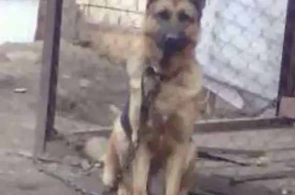 Пропала собака в районе Маяк, Тюменская область