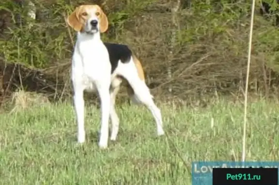 Собаки потеряшки, Молоково, фото: Потеряшка собака в деревне Молоково, порода англо-русская, клички Шумка и Тайга!