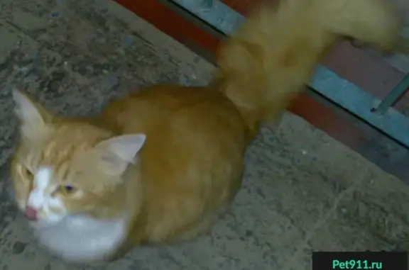 Найден рыжий кот на ул. Мустая Карима в Уфе