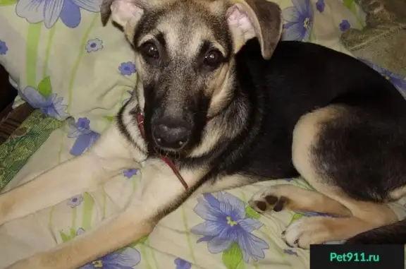 Пропала собака Кличка Норма в Дубках, Ярославская область.