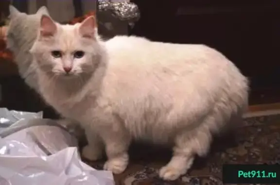 Найдена домашняя кошка в Екатеринбурге