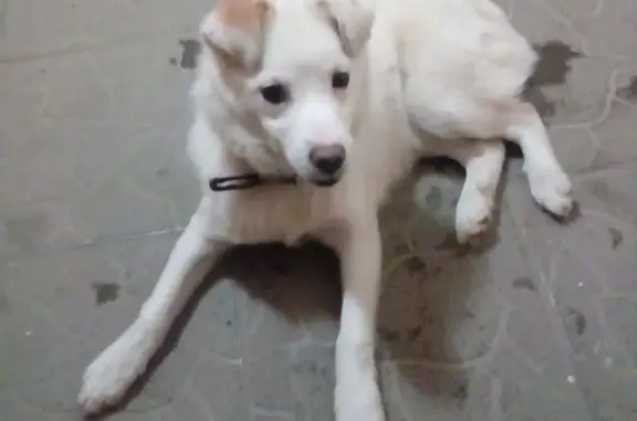 Найден щенок на ул. Калинина, д. 52 в Казани