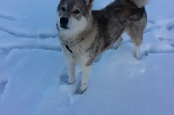 Собаки потеряшки, деревня Лумбуши, фото: Потеряшка собака в Лумбуши, Карелия