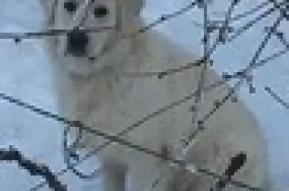 Пропала собака в Ак-Мечети, Симферополь