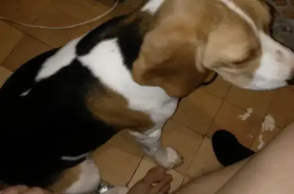 Найдена собака в Балаково