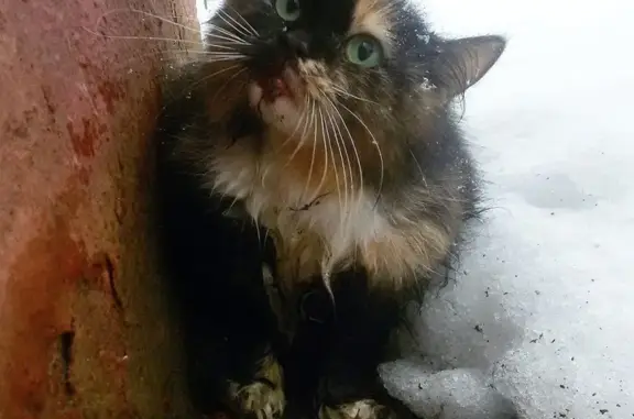Найдена кошка на Ленинском пр-те 21а в Химках