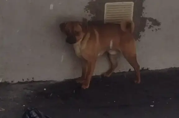 Собака найдена на ул. Митрофанова, 22 в Люберцах.