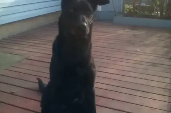 Пропал черный пес Пират возле садоводства в Ангарске