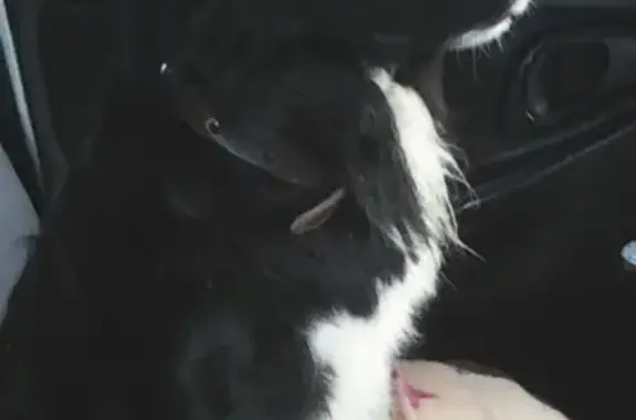 Пропала собака у магазина Подсолнух в Зубцовском районе