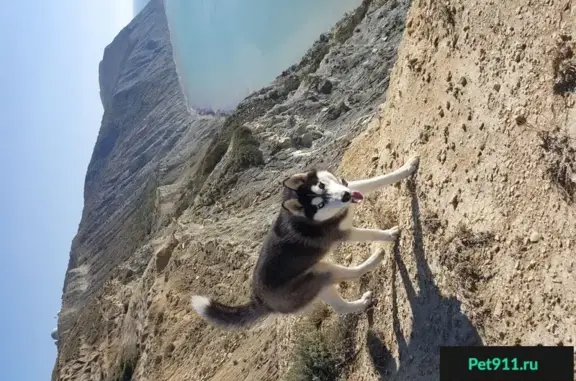 Собаки потеряшки, посёлок Сотницыно, фото: Потеряшка собака на Дорожке сто ступенек