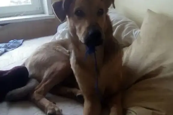 Пропала собака Тэси на Ворошилова 9 в Тольятти