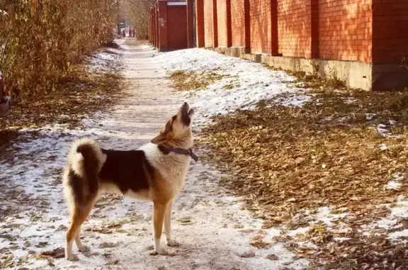 Пропала собака Байкал в Покровке, Красноярск