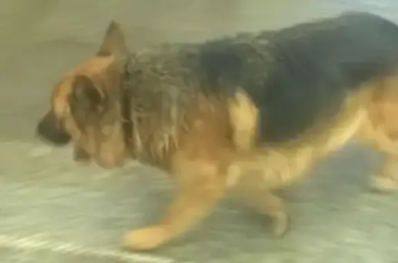 Найдена собака с ошейником на Арбатско-Покровской линии