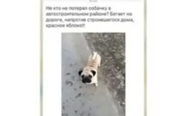 Пропала собака в Казани, отзовитесь!
