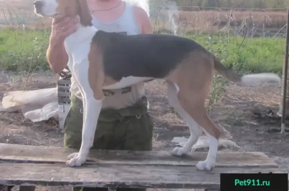 Пропала собака в Бутурлиновском районе Воронежа