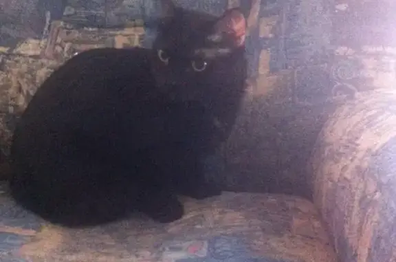 Найден домашний кот в Томске с повреждениями.