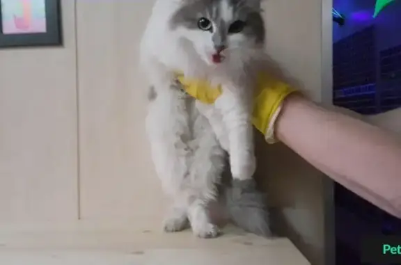 Найдена кошка Лунная 1 в Домодедово