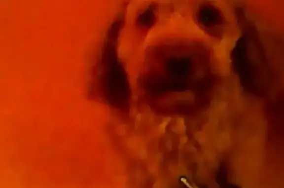 Собака найдена на пр. Ленина, Кемерово.