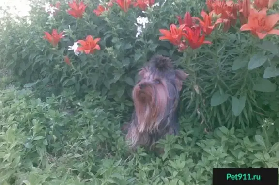 Собаки потеряшки, коттеджный посёлок Балтийская Слобода 2, фото: Потеряшка йорк на Охотной улице