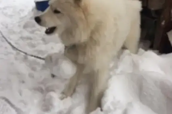 Пропала белая собака на ул. Багратиона