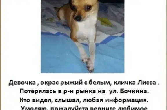 Пропала рыжая Чихуашка возле рынка на Бочкина в Западном Гомеле