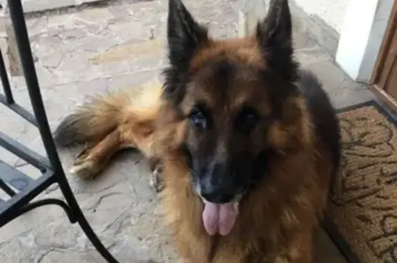Пропала собака в Подольском районе, вознаграждение.