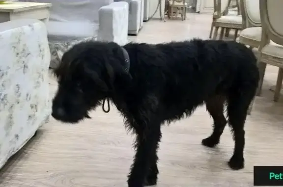 Собака найдена в Ростове-на-Дону, район аэропорта