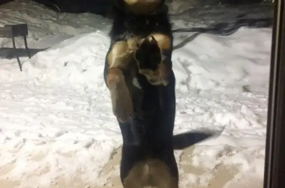 Найдена собака в Сысерти на ул. Рабочей Молодежи