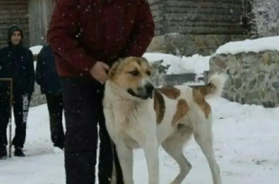 Пропала собака на улице Новостройка