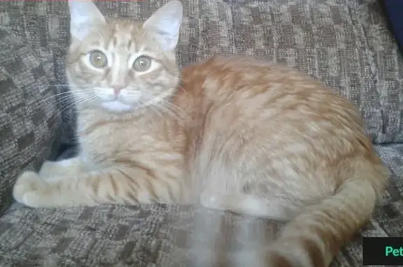 Кошки потеряшки, Бутлеровское, фото: Потеряшка кошка в р-не Ивановского кардона (Соня, 8 мес, рыжая)