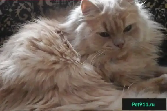 Пропал персиковый кот в Челябинске