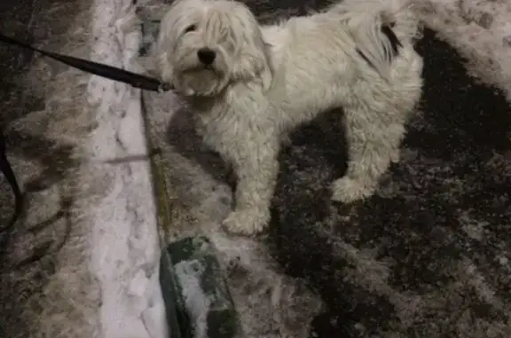 Пропала собака в Ховрино (метро Речной вокзал)