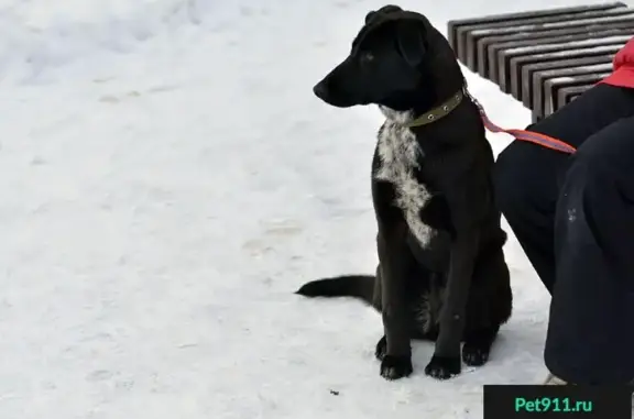 Найдена молодая собака на Сколковском ш., 13 (Москва)