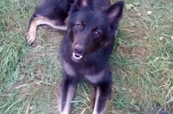 Пропала собака в районе Чкалова-Столярова, вознаграждение