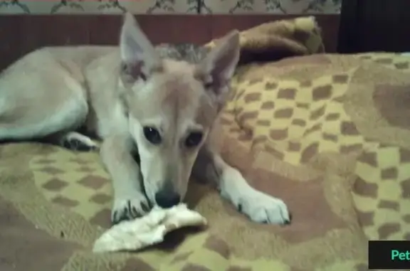 Пропала собака в Царицыно, зовут Дина!
