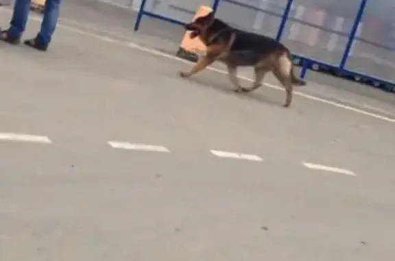 Пропала собака в Борисовке, вознаграждение за находку.