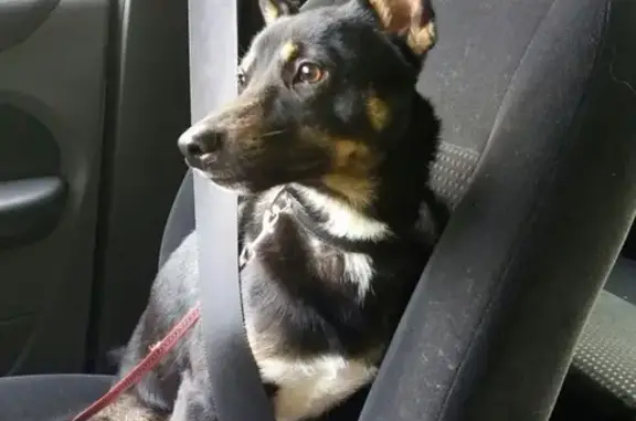 Собаки потеряшки, Майский, фото: Потеряшка пес Полкан в Майском 20.02.