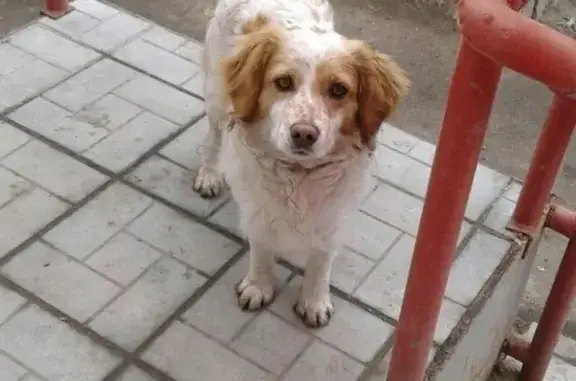 Найдена собака в Саратове на улице Клочкова